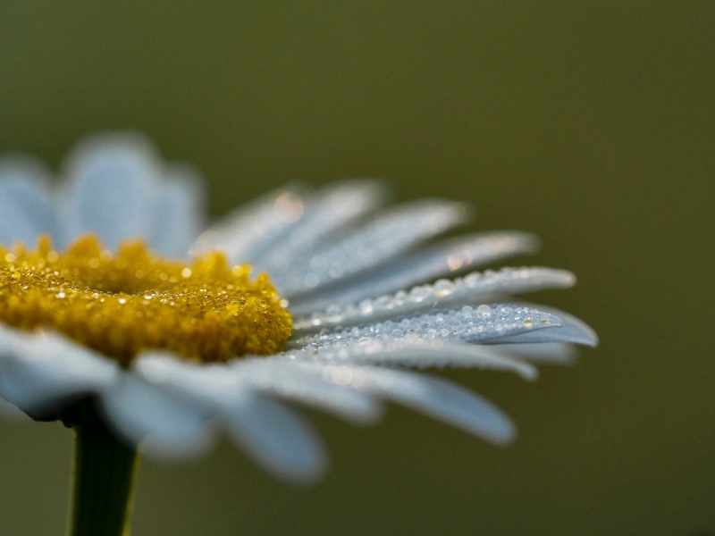 closeup of a daisy