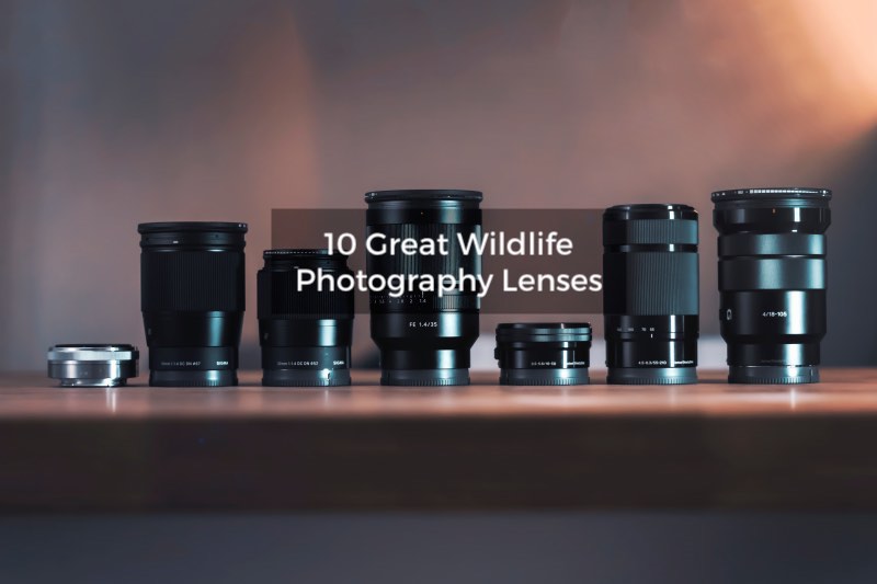 wildlife photography lenses