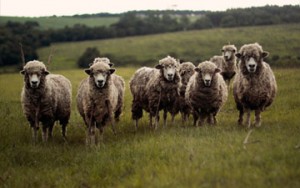 Scared sheep on a grassy field