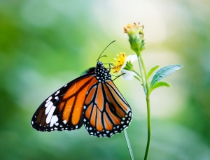 macro photo butterfly
