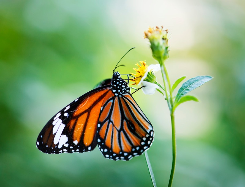 macro photo of monarch butterfly