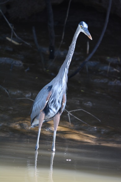 sandhill crane Nikon D7100 and an AF-S Nikkor 55-300 mm lens